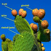content/attachments/12072-opuntia.jpg.html