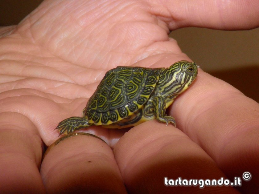 Pseudemys concinna baby Tartaruga appena nata della specie pseudemys concinna