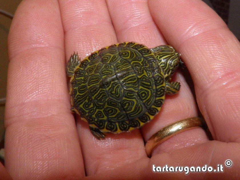Baby Pseudemys concinna