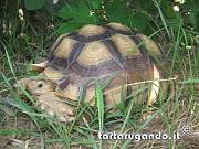 content/attachments/1920-sulcata.jpg.html