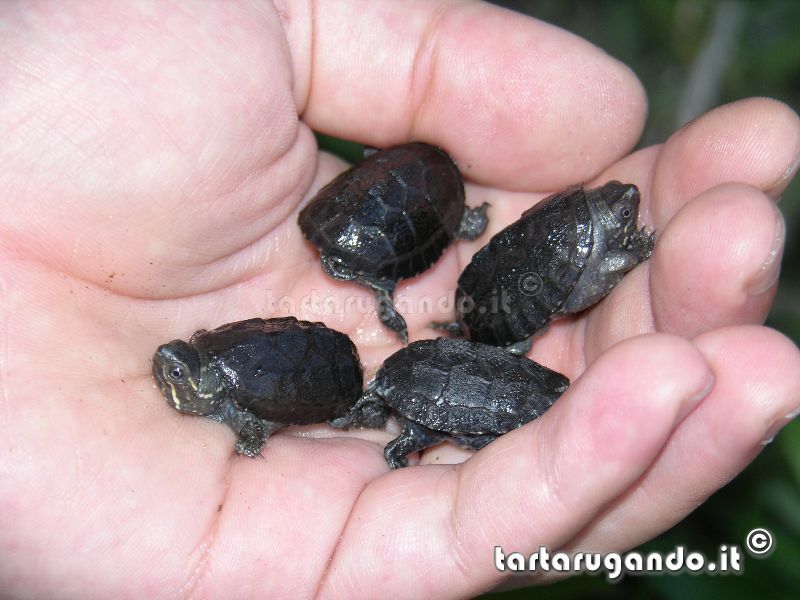 4984d1322950663-sternotherus-odoratus-babies.jpg.html