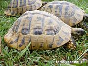 content/attachments/574-testudo-hermanni-pascolo.jpg.html