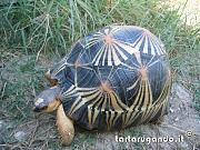 content/attachments/675-radiata-recinto-2.jpg.html