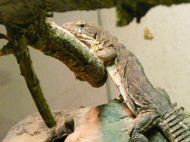 Ctenosaura quinquecarinata