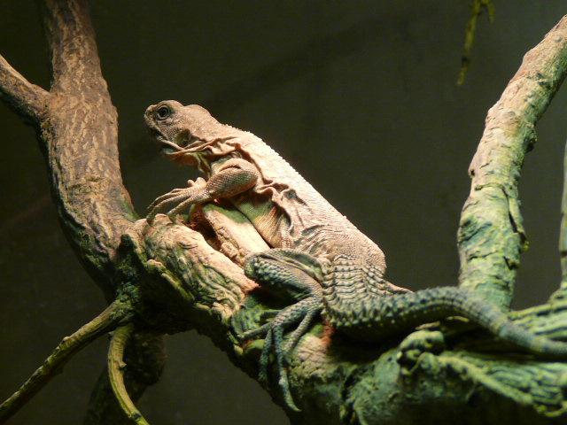 Ctenosaura quinquecarinata