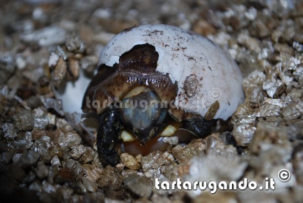 Schiusa K.b.nogueyi x zombensis Schiusa K.b.nogueyi x zombensis