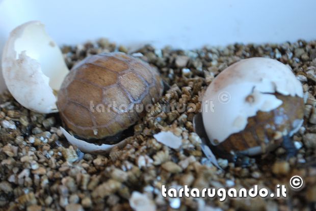 Schiusa di Kinixys belliana nogueyi Schiusa di Kinixys belliana nogueyi