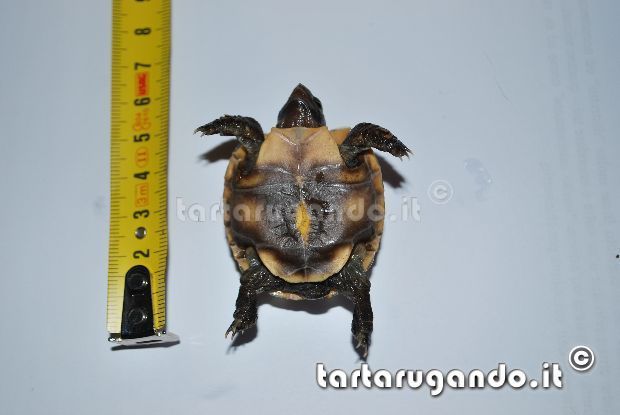 Schiusa di Kinixys belliana nogueyi Schiusa di Kinixys belliana nogueyi