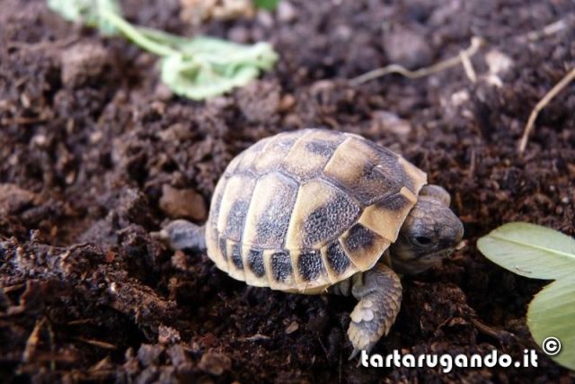 Testudo hermanni hermanni di 6 grammi