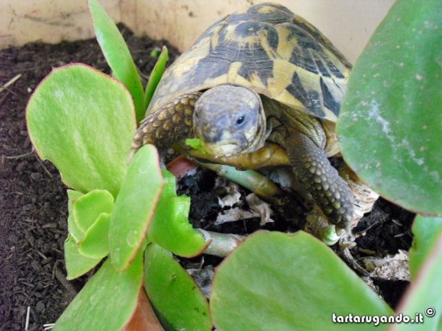 che buona la crassula