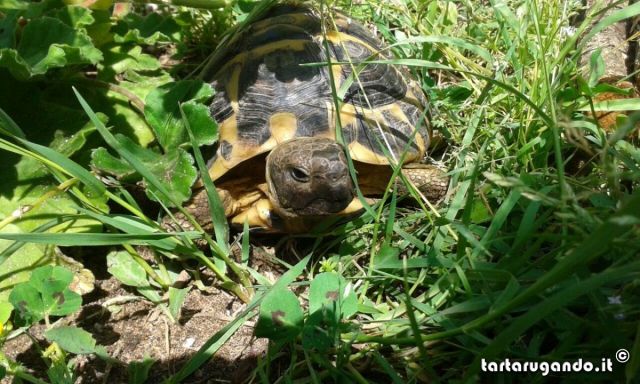 Maschio Testudo Hermanni Hermanni Lazio