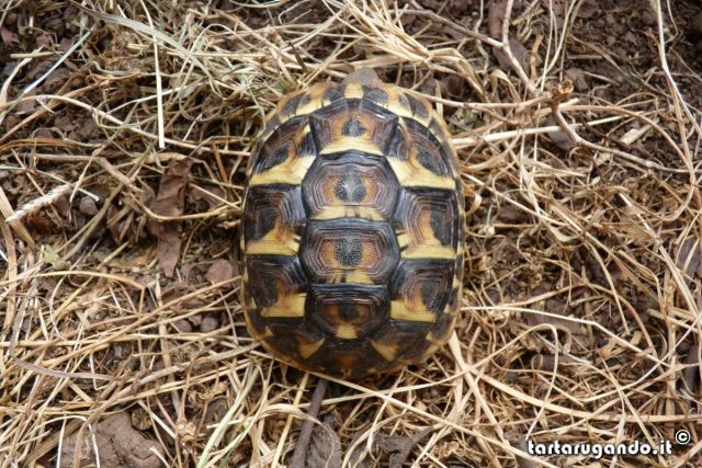 Carapace Testudo hermanni hermanni 2011