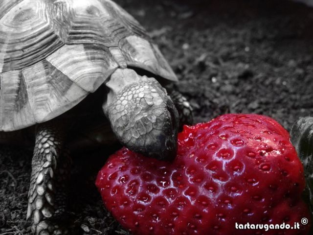 Pina eating a strawberry
