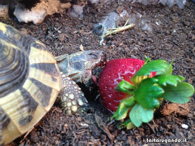 Ugo eating a strawberry