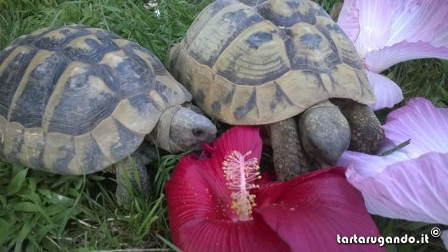 Buono l'hibiscus