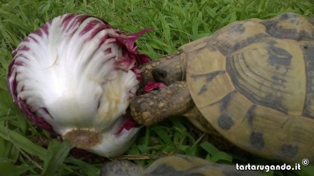 Buono anche il radicchio...