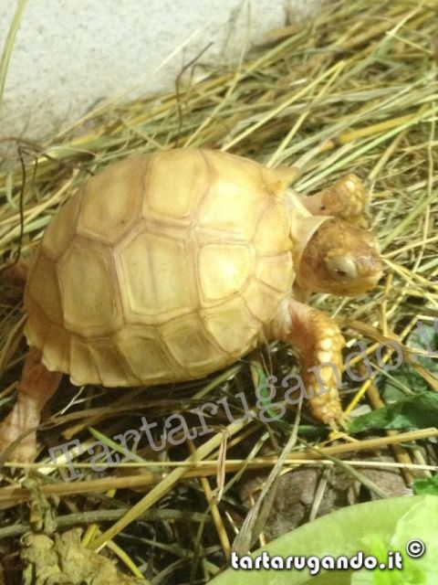 Geochelone Centrochelys Sulcata Ivory