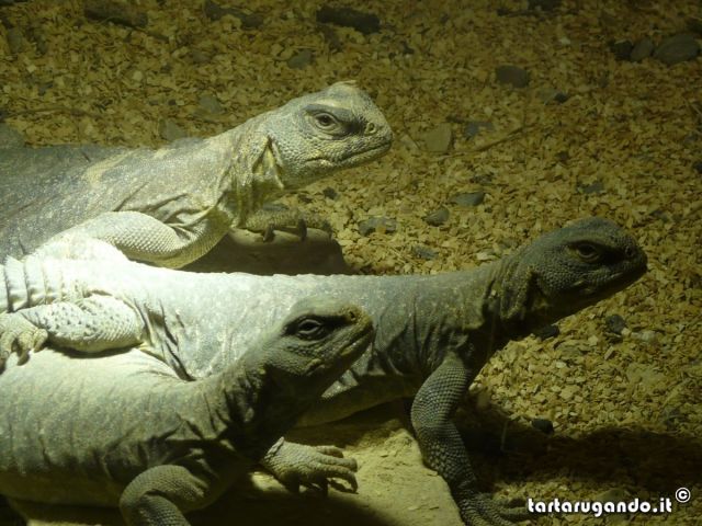 Uromastyx aegyptia