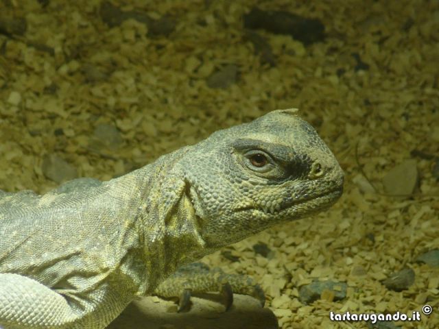 Uromastyx aegyptia