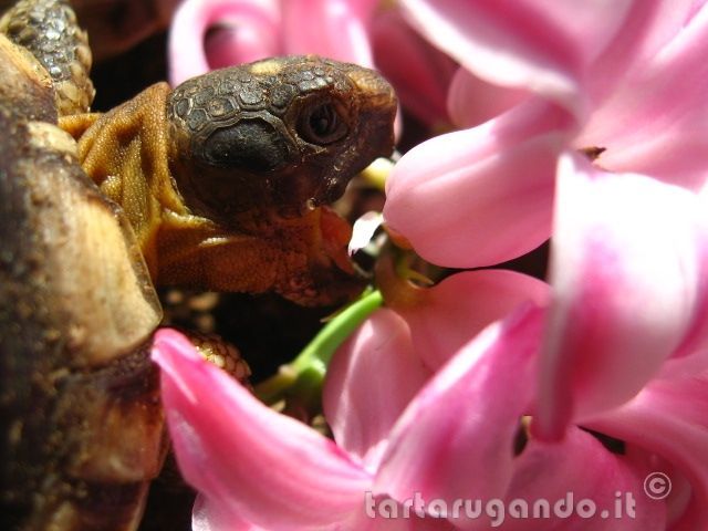 Foto finaliste concorso fotografico Agosto 2011