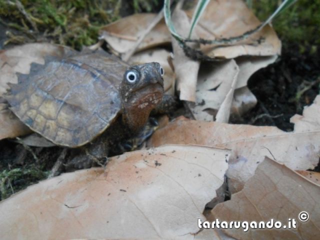 Foto finaliste concorso fotografico Dicembre 2012