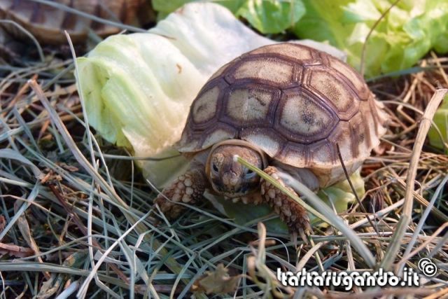 Geochelone sulcata