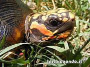 Tartarugando - Forum sulle tartarughe e sui rettili