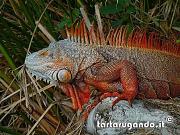 content/attachments/7514-iguana-iguana.jpg.html